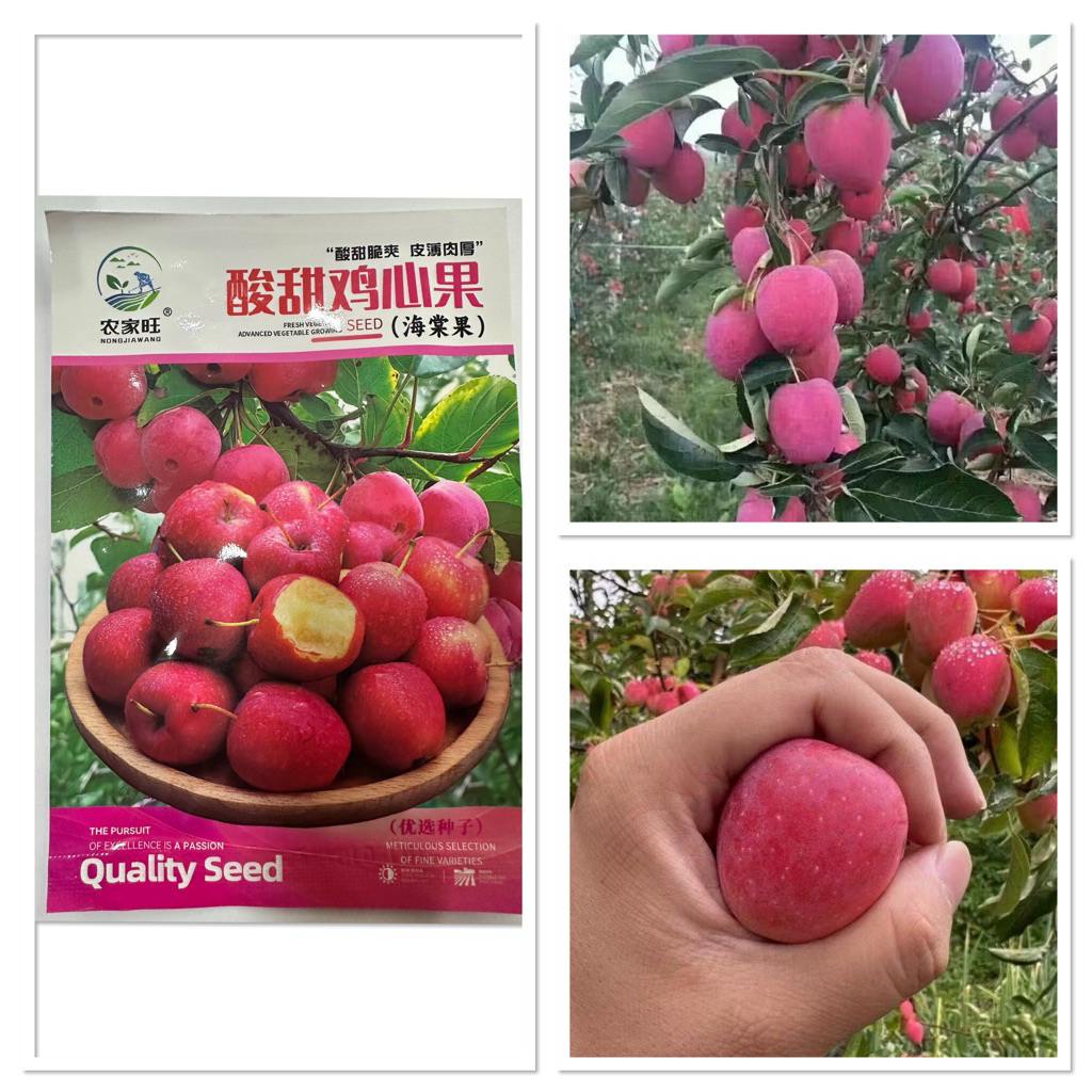 เมล็ดพันธุ์ แอปเปิ้ล หัวใจไก่ หรือ แอปเปิ้ล ราชินี Queen Apple Seed บรรจุ 15 เมล็ด ไห่ถาง