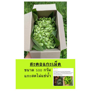 สะตอแกะสดๆ ไม่แช่น้ำ💯 ขนาด 500กรัม✔️✔️✔️✔️ไม่แช่นำ้ ไม่จกตา💯