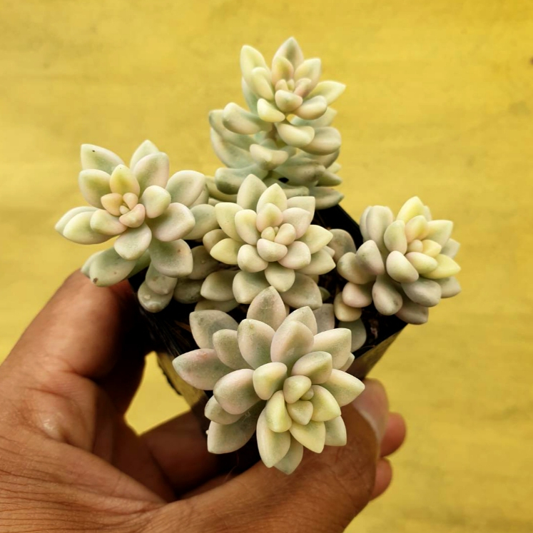 ต้นไม้อวบน้ำ กุหลาบหิน แกร๊ปโตพีทาลัม เมนโดเซ ด่างขาว Graptopetalum Mendozae Variegata #สีชมพู ราคา ถูกที่สุด ดีลบีเคเค แกลเลอรีภาพที่ 5