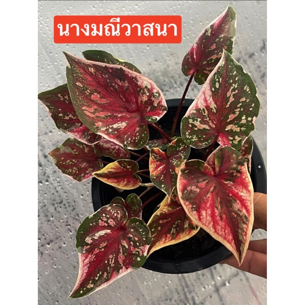 บอนสี นางมณีวาสนากระถาง 4 นิ้วตัวอย่างขนาดต้นรูปที่ 2 แชทเลือกต้นได้