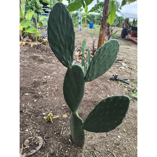 กระบองเพชรกินได้ กระบองเพชรทานผล opuntia ficus indica ตัดสดขนาด8-10" มีตำหนิใบมีรอยตัด
