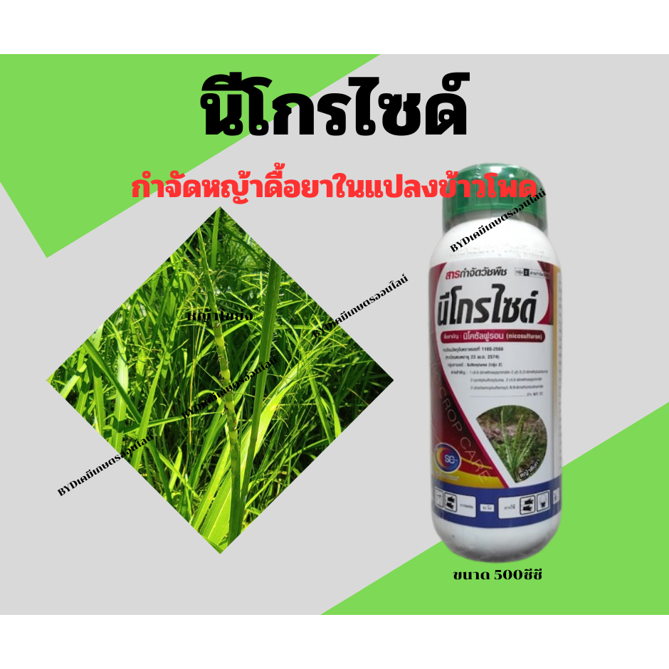 นิโคซัลฟูรอน (นีโกรไซด์) ขนาด500ซีซี (สารเดียวกับนิโก๊ะ) สารกำจัดวัชพืชดื้อยาในไร่ข้าวโพด หญ้าโขย่ง ข้าวฟ่างผี ฯลฯ