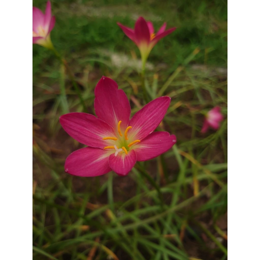 บัวดินสีแดง มารูน บลอสซั่ม z.Maroon blossom