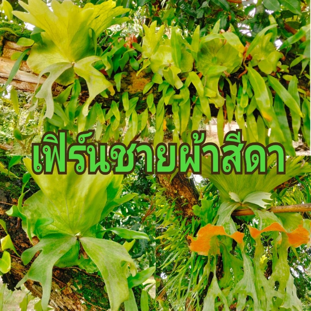 เฟิร์นชายผ้าสีดา ขนาด 20 เซนติเมตรขึ้นไป