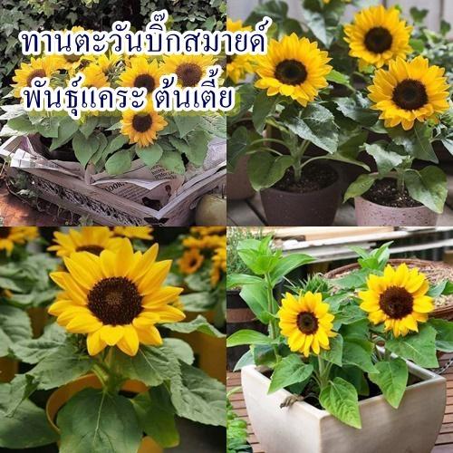 30 เมล็ด เมล็ดทานตะวันบิ๊กสมายด์ (ปลูกง่าย พันธุ์แคระ ต้นเตี้ย สูง 40-60 ซม.ดอกสวยมาก)