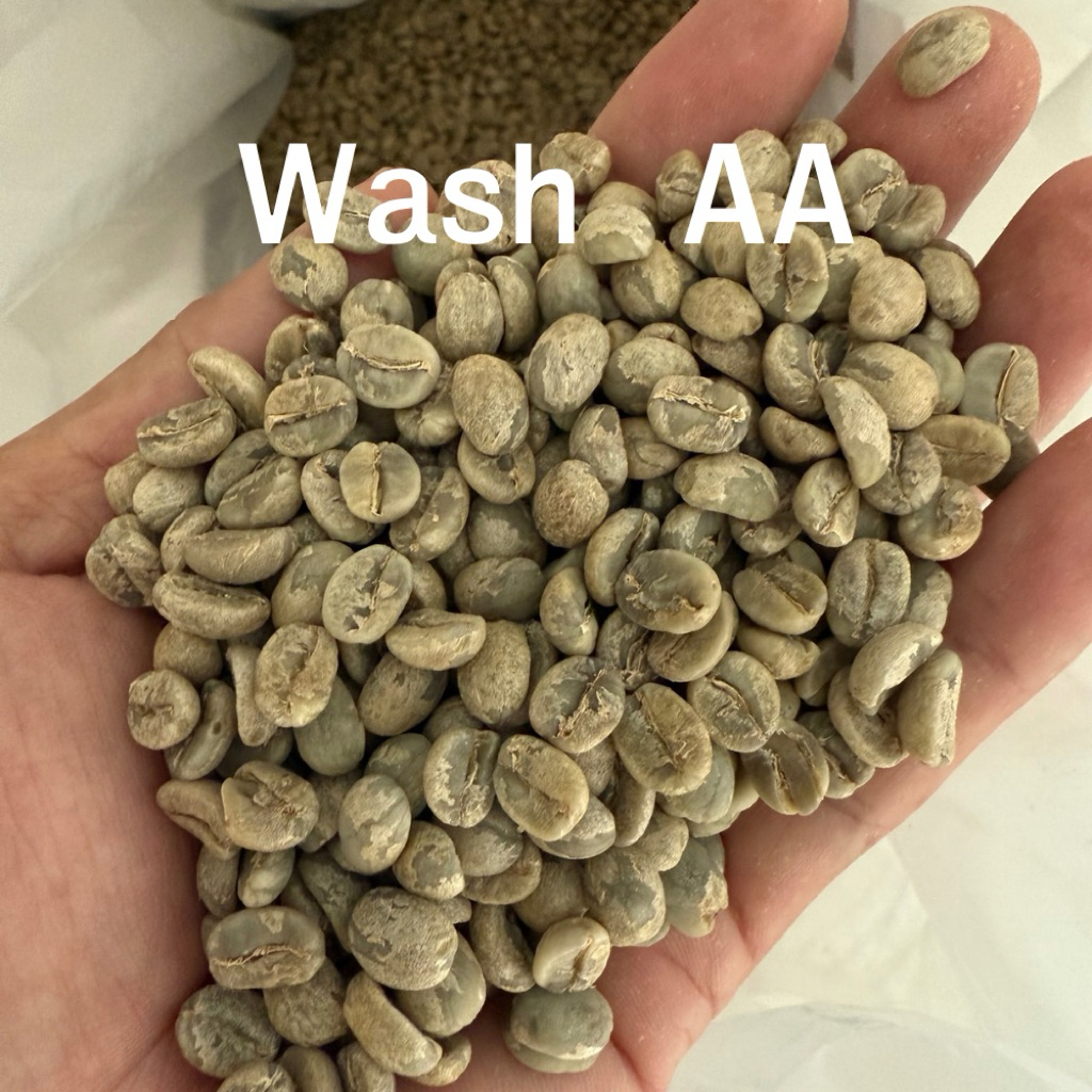 เมล็ดกาแฟสาร เกรด AA บ้านอะบอโด่ 1 kg.อาราบีก้า100%(Wet Process กาวีตี้+ยิงสี) 1,200-1,400 MASL