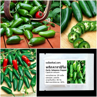 เมล็ดพันธุ์ พริกจาราปิโน่ Jalapeno Pepper Seed บรรจุ 80 เมล็ด คุณภาพดี ของแท้ 100%