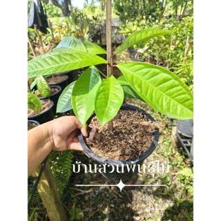 ต้นชมพู่มะเหมี่ยว ออสเตรเลีย ต้นเพาะเมล็ด สูง 30-40 ซม. กระถ…