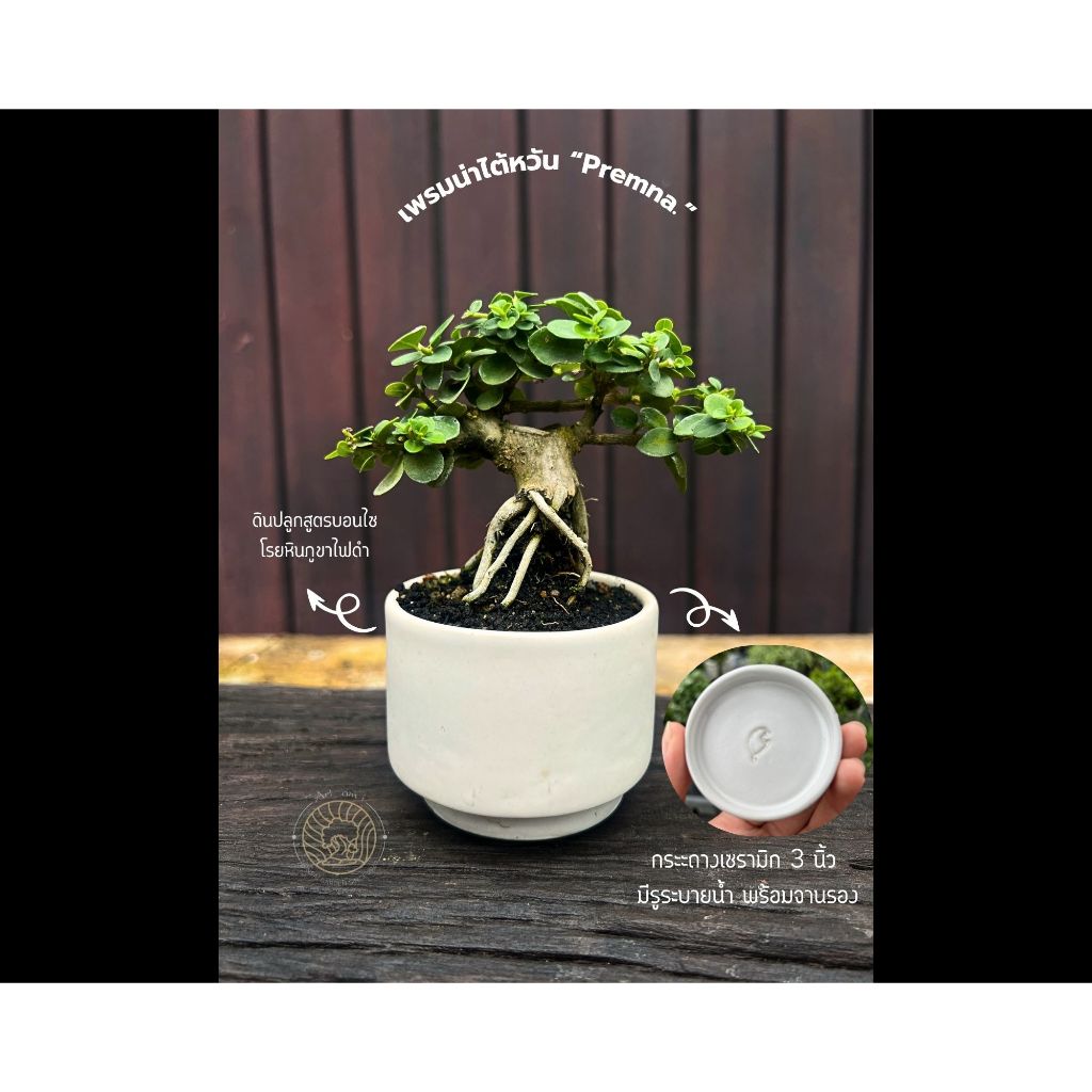 เพรมน่าไต้หวัน "Premna Taiwan"กระถางเซรามิก บอนไซจิ๋วในกระถางเซรามิก mini bonsai in ceamic pots.