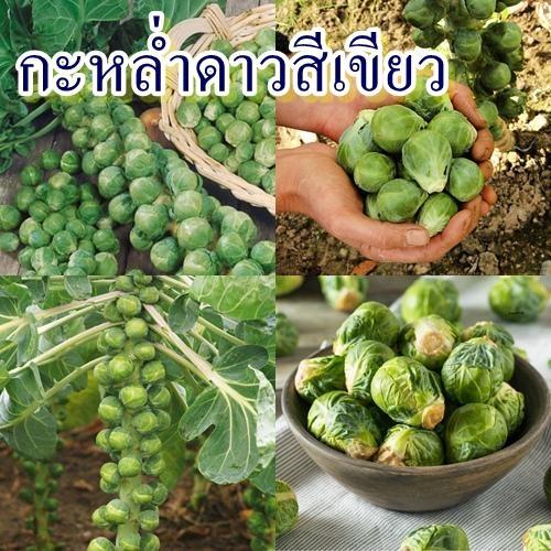 120+ เมล็ด เมล็ดกะหล่ำดาวสีเขียว (ปลูกง่าย จะเป็นต้นขึ้นมาเหมือนต้นคะน้า และมีหัวสีเขียวเหมือนกะหล่ำขนาดเล็กออกรอบลำต้น)