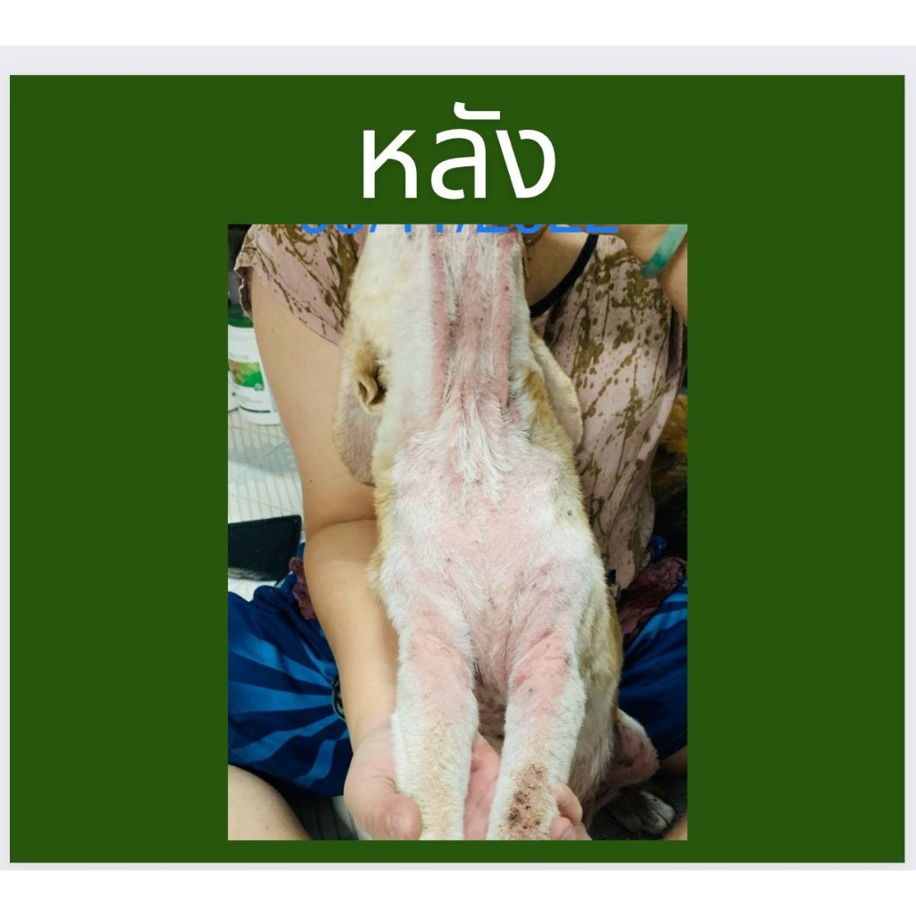 แคปซูลจากพืช ใช้ตามอาการ หมาแมว พร้อมส่ง คันแดง - รูปที่ 2