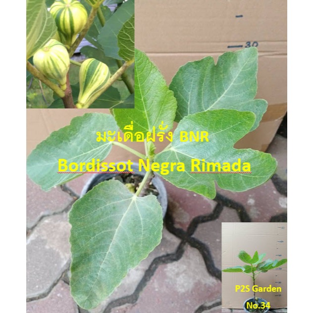 (No.34) ต้นมะเดื่อฝรั่ง BNR - Bordissot Negra Rimada ตระกูลไม้ลาย ผลลาย ของ Rimada
