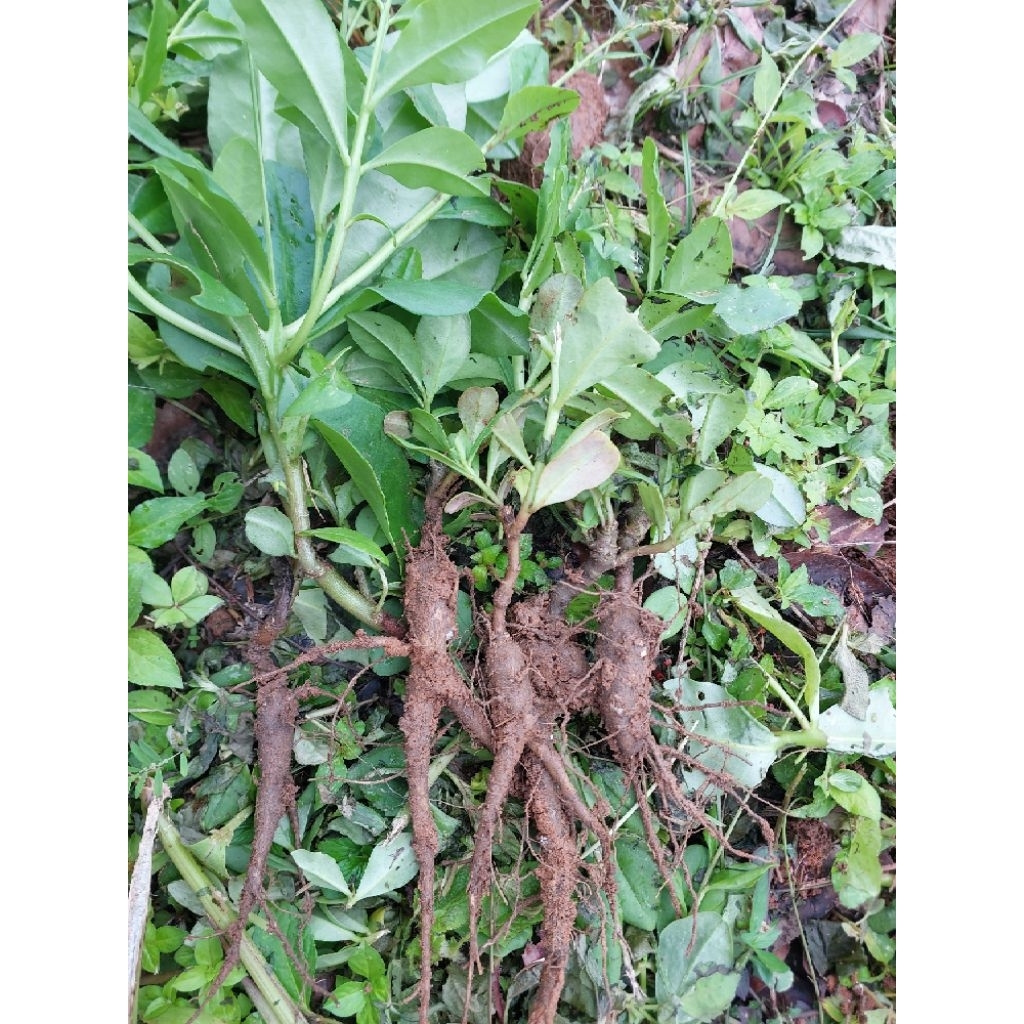 โสมไทย1กิโลกรัม ปลอดสารพิษ100% ขุดสดใหม่ทุกวันต้องนำไปล้างเองนะคะ