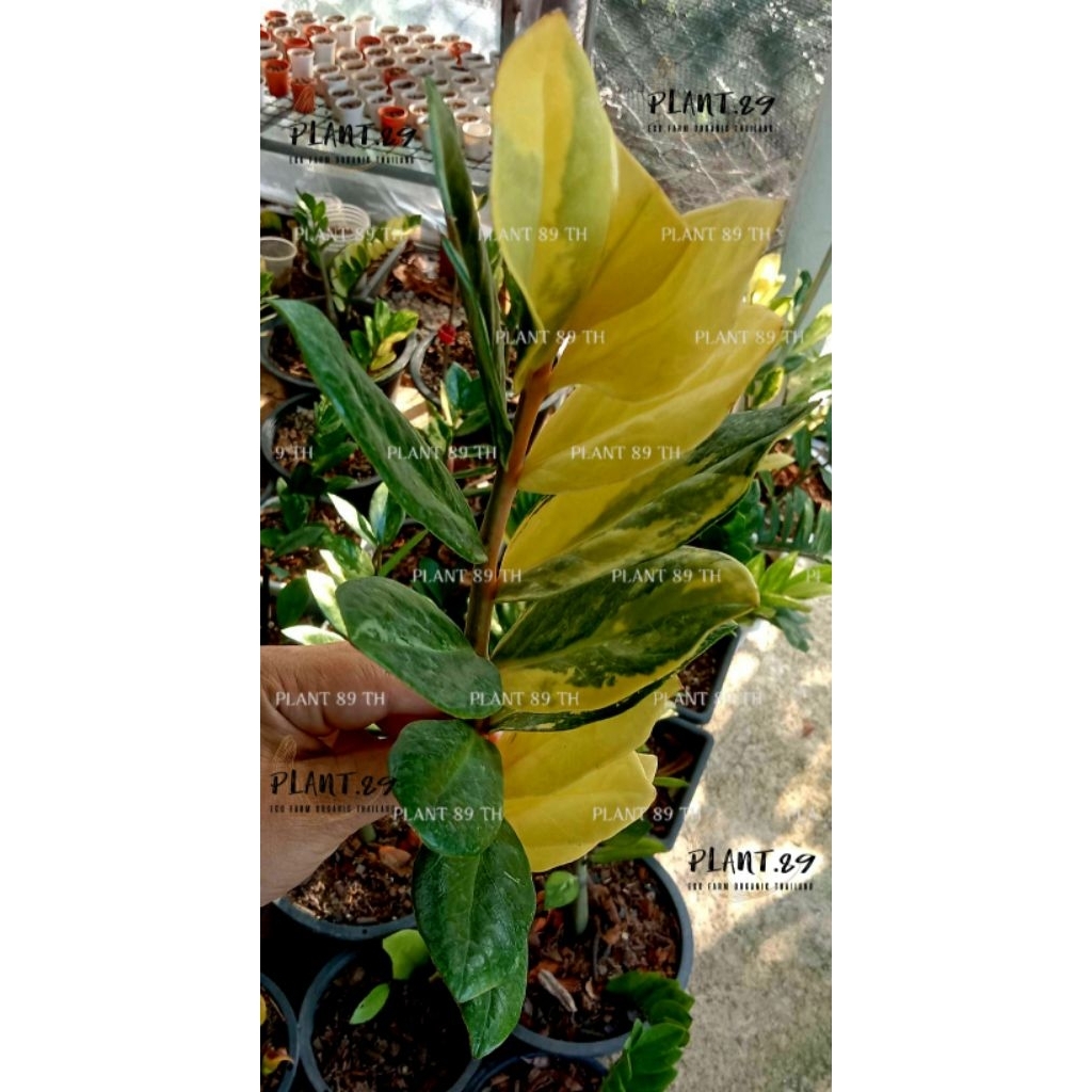 Plant89 กวักมรกตเหลืองคัดลาย ZZ ver  yelow golden สวยเข้ม