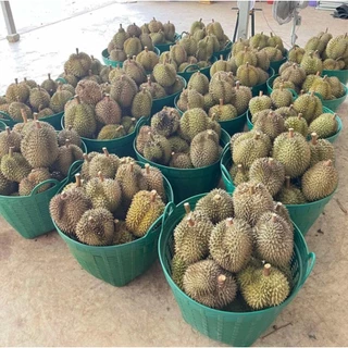 ทุเรียนหมอนทองพระร่วงของแท้ แก่จัด เนื้อดี เนื้อเต็มพู หอม หวาน อร่อย