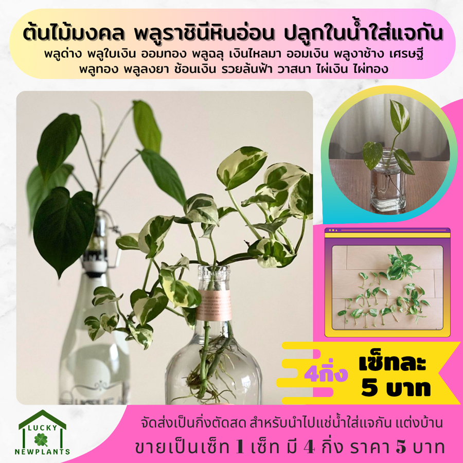 ไม้ฟอกอากาศ พืชมงคล พลูด่าง คละสี 5 บาท เซ็ทละ 4 กิ่ง