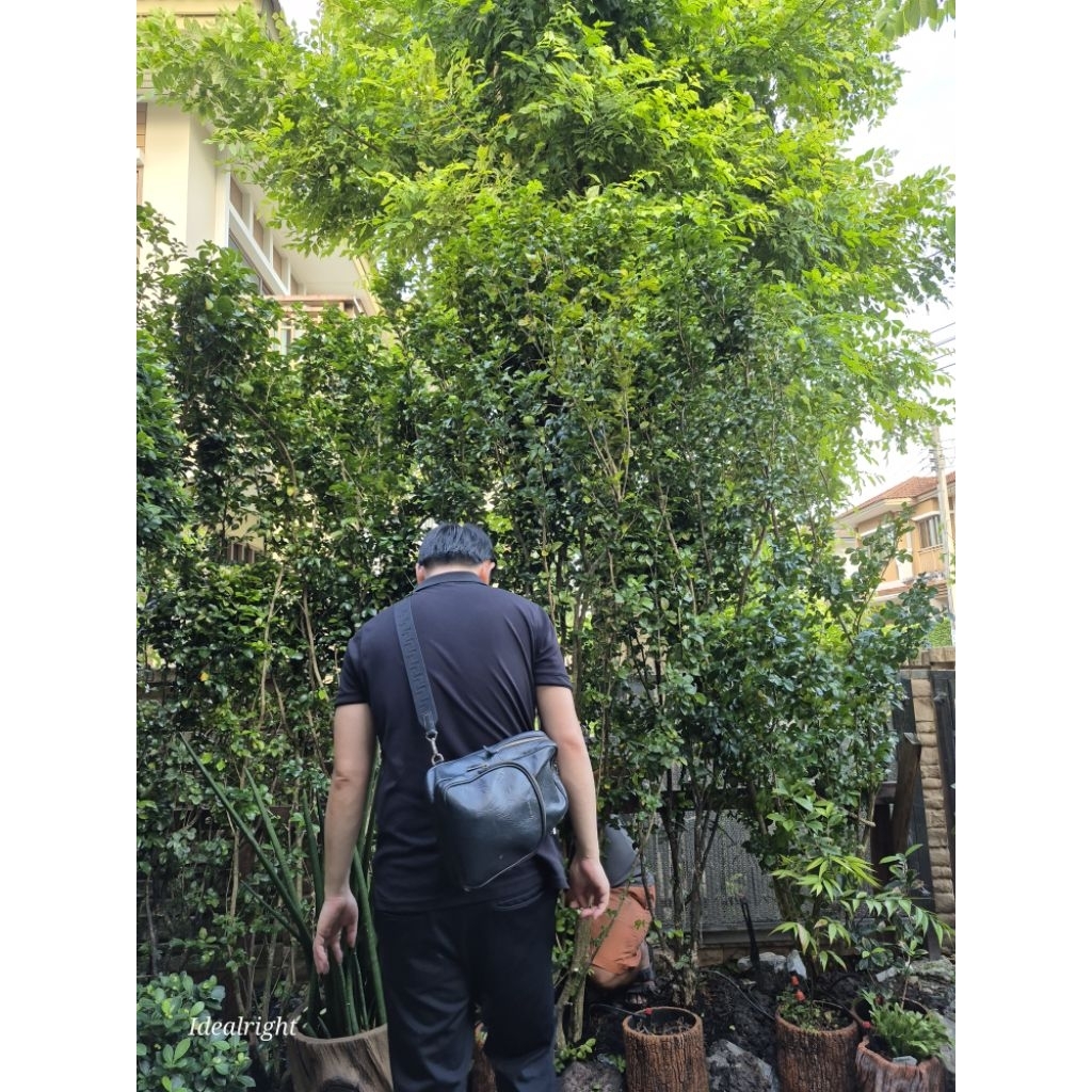 แก้วหิมาลัย สูง 200 c.m.ขึ้นไป ดอกหอม ออกทั้งปี - รูปที่ 7