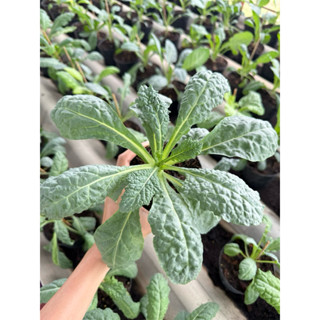 ต้นเคลไดโนเสาร์ กระถาง 4 นิ้ว