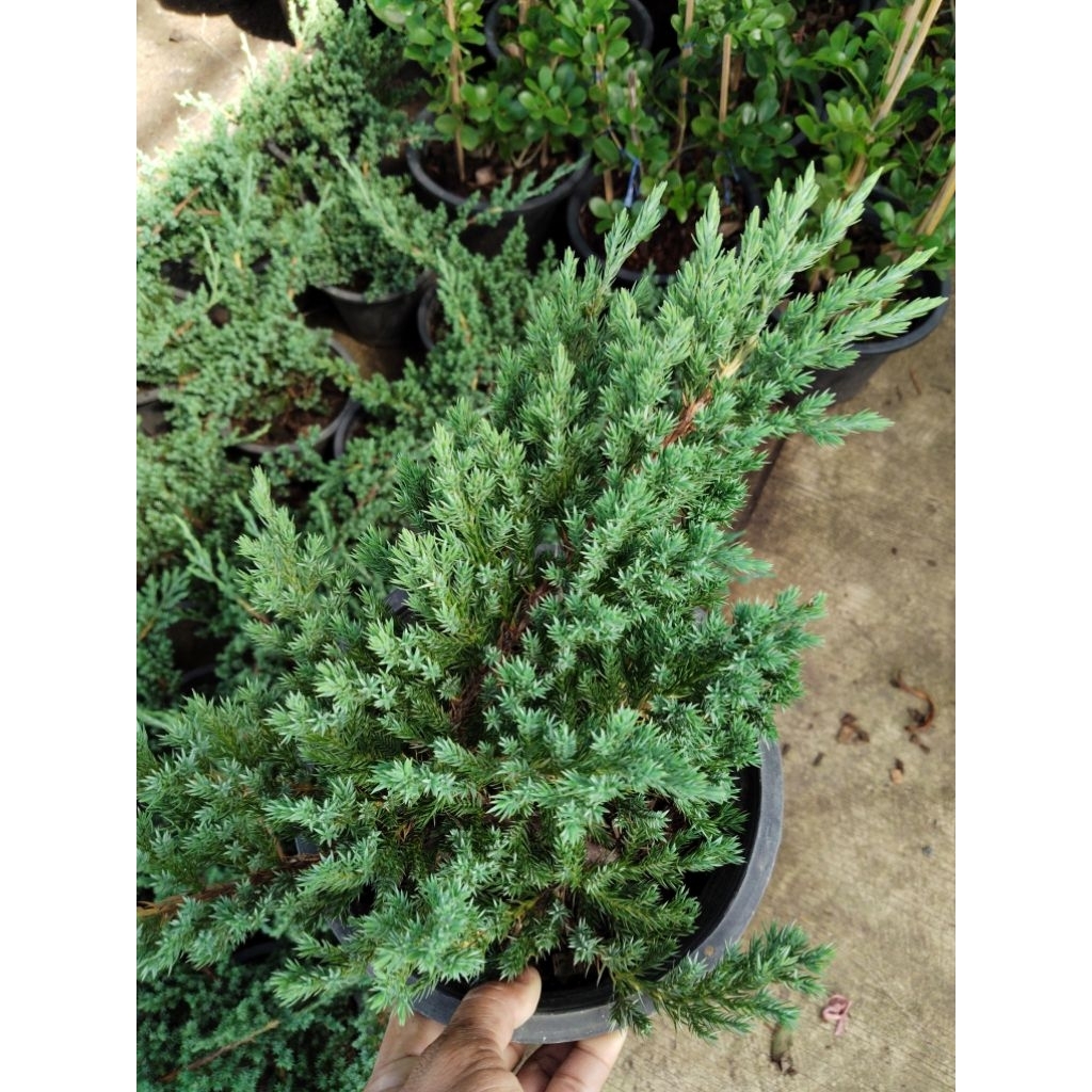 สนเลื้อย Creeping Juniper สนสามร้อยยอด สนมงคล ค้าขายฐานะมั่นคง