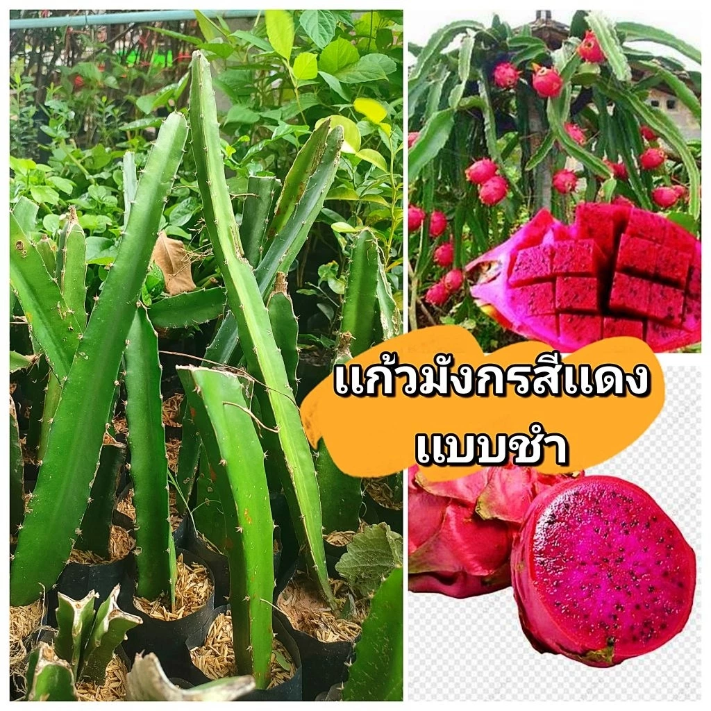 ต้นพันธุ์เเก้วมังกรสีเเดง รสหวานฉ่ำ พันธุ์เวียดนาม พันธุ์ผลใหญ่ กิ่งชำถุงออกรากพร้อมปลูก สินค้าเสียหายยินดีเคลมฟรี