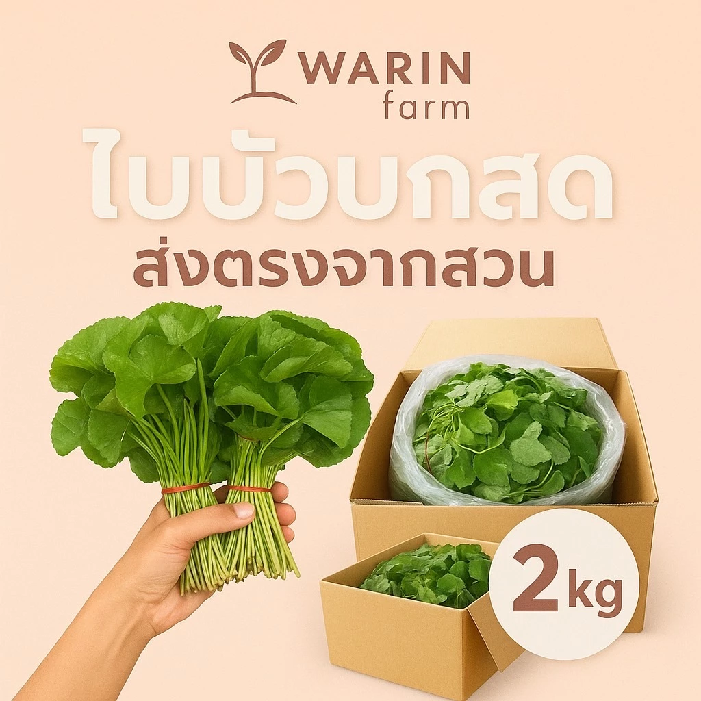 ใบบัวบก ส่งทุกวัน [2 kg] สั่งได้ไม่เกิน 2 ชิ้น