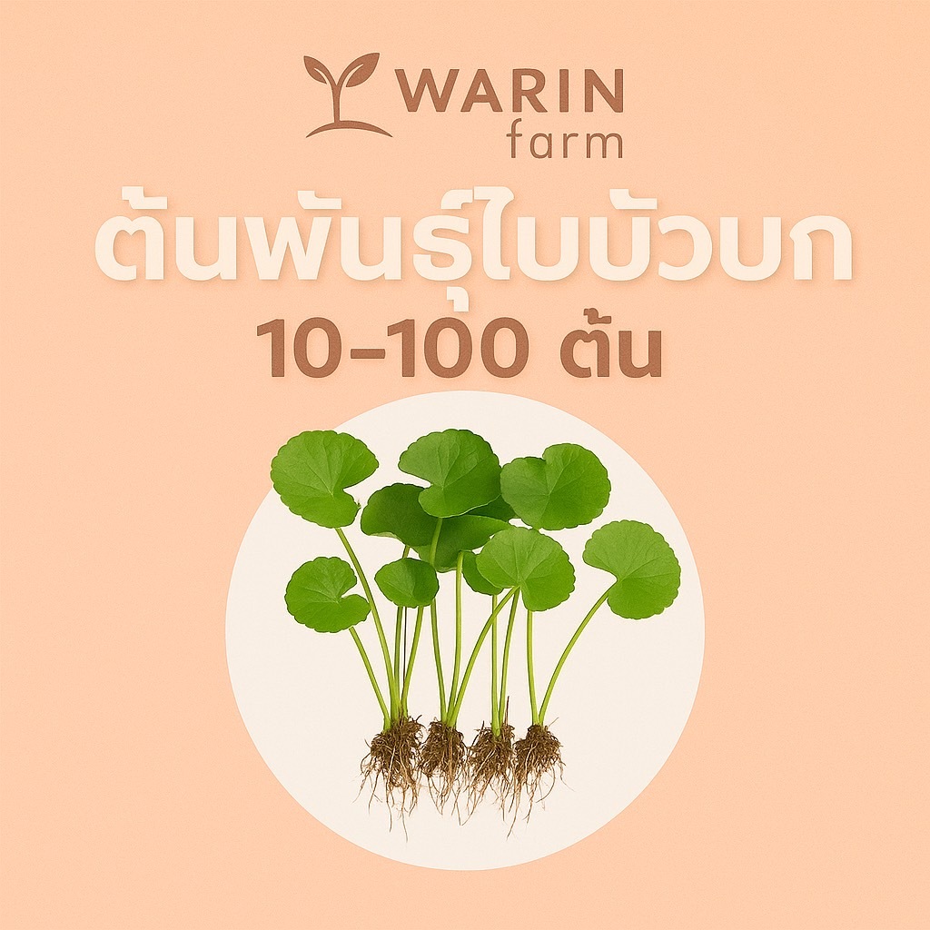 ต้นพันธุ์ใบบัวบก ต้นใหญ่ แตกแขนงเร็ว สำหรับคนรักสุขภาพ