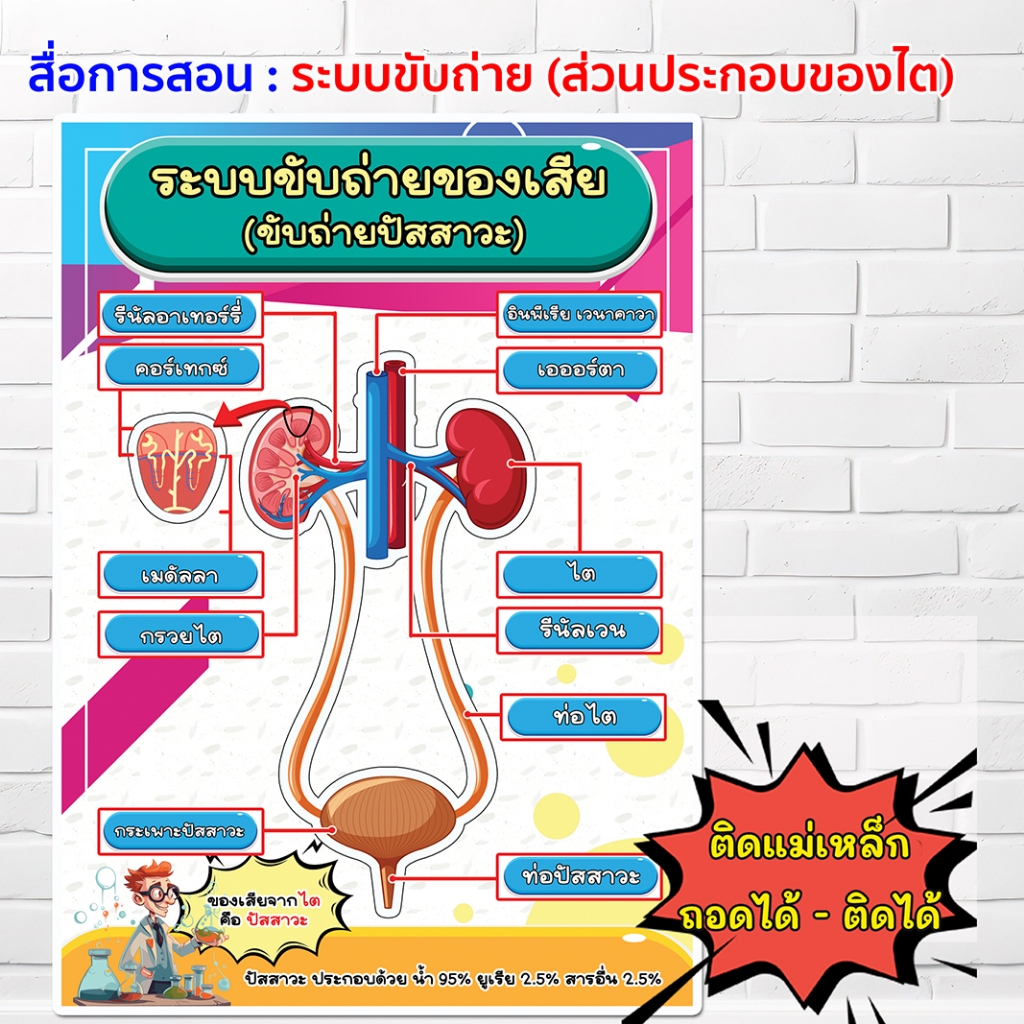 สื่อการสอน ส่วนประกอบของไต ไต กรวยไต ระบบขับถ่าย ปัสวะ ปัสาวะ สื่อวิทยาศาสตร์ ไวนิลการศึกษา
