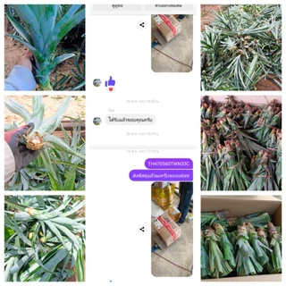 หน่อสับปะรดปัตตาเวียสายน้ำผึ้ง50ฟรี5หน่อมีโค้ดส่งฟรี