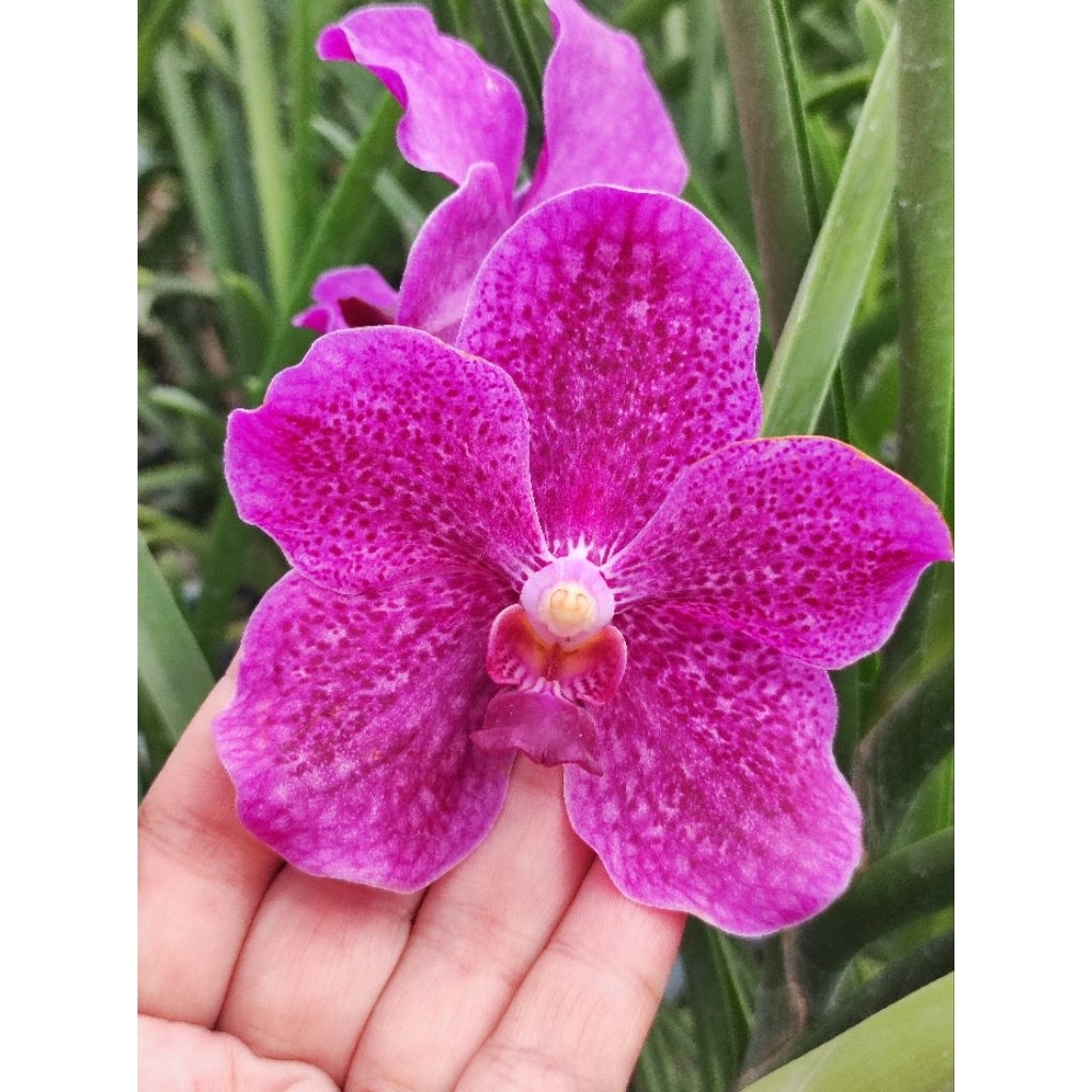 กล้วยไม้แวนด้าใบร่อง ไม้เมล็ด V.Hilo Rose x V.Panawat