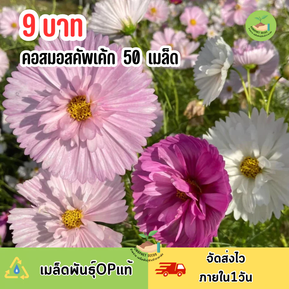 เมล็ดพันธุ์คอสมอสคัพเค้กคละสี 50 เมล็ด