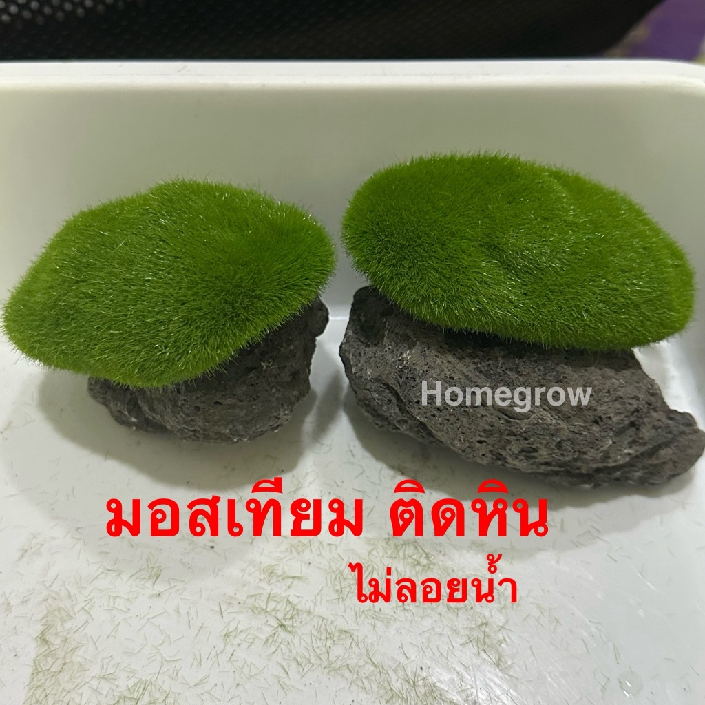 มอส มอสเทียม หญ้าปลอม หญ้าเทียม อุปกรณ์จัดสวนจิ๋ว สวนถาด ตู้ปลา - รูปที่ 3