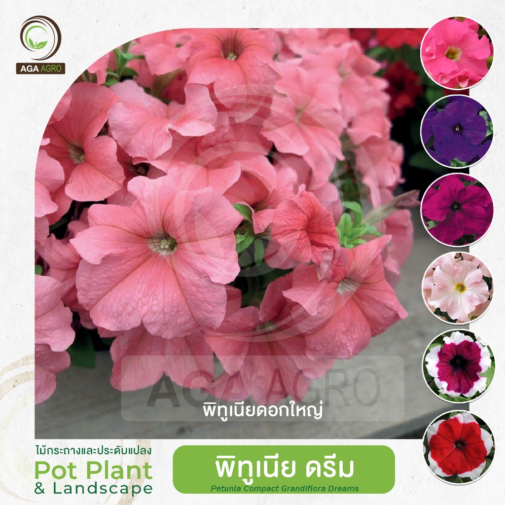 AGA AGRO I "พิทูเนีย ดรีม"  ดอกใหญ่ พันธุ์ยอดนิยม ดอกชั้นเดียว สีเข้ม-100เมล็ด-Petunia Dreams
