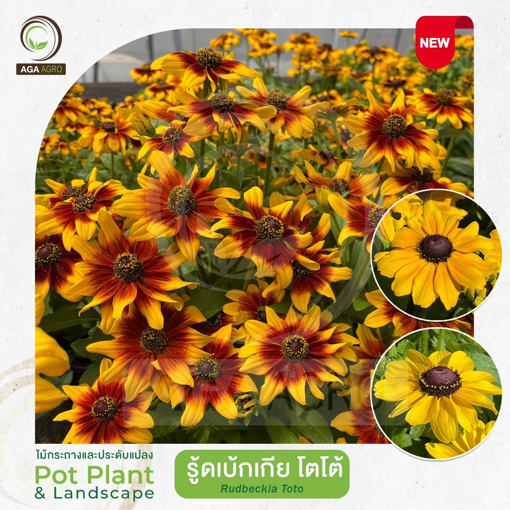 AGA AGRO I "รู้ดเบ้กเกีย โตโต้" สายพันธุ์ต้นเตี้ย ดอกดก ก้านสั้น-100เมล็ด-Rudbeckia Toto