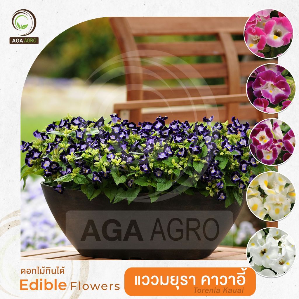 AGA AGRO I "แววมยุรา คาวาอี้ " สีสด พุ่มกะทัดรัด หลากสี-นิยมในกลุ่มดอกไม้กินได้-100เมล็ด-Torenia Kauai