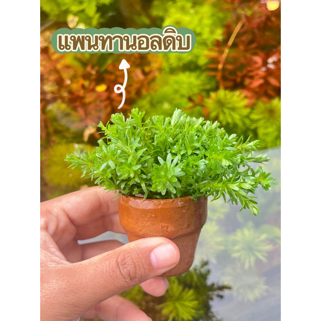แพนทานอลดิบ(แบบกระถาง)