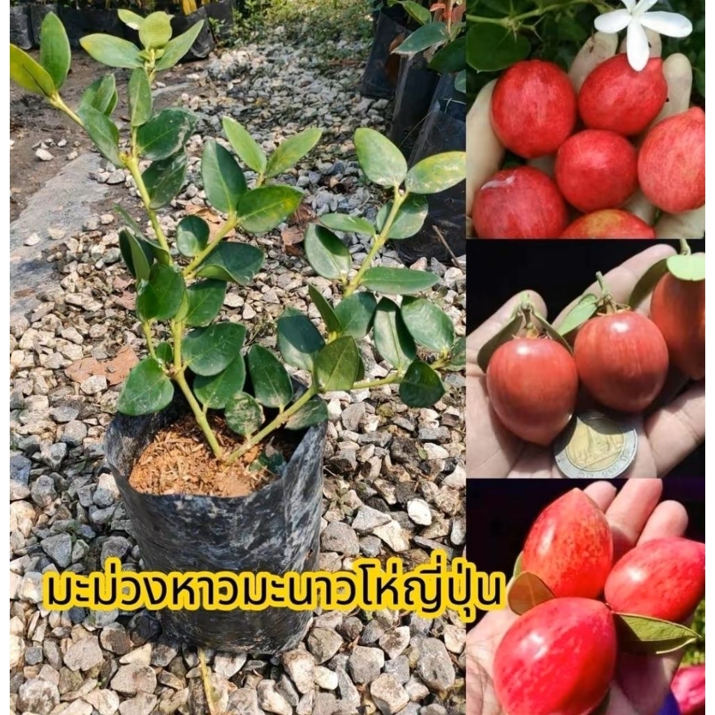 ต้นมะม่วงหาวมะนาวโห่ญี่ปุ่น สายพันธุ์ลูกใหญ่ รสชาติหวาน