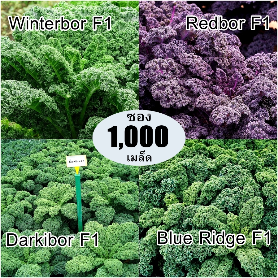 เมล็ดพันธุ์ เคลสายพันธุ์ดี ลูกผสม Hybrid kale F1 Seed บรรจุ 1000 เมล็ด