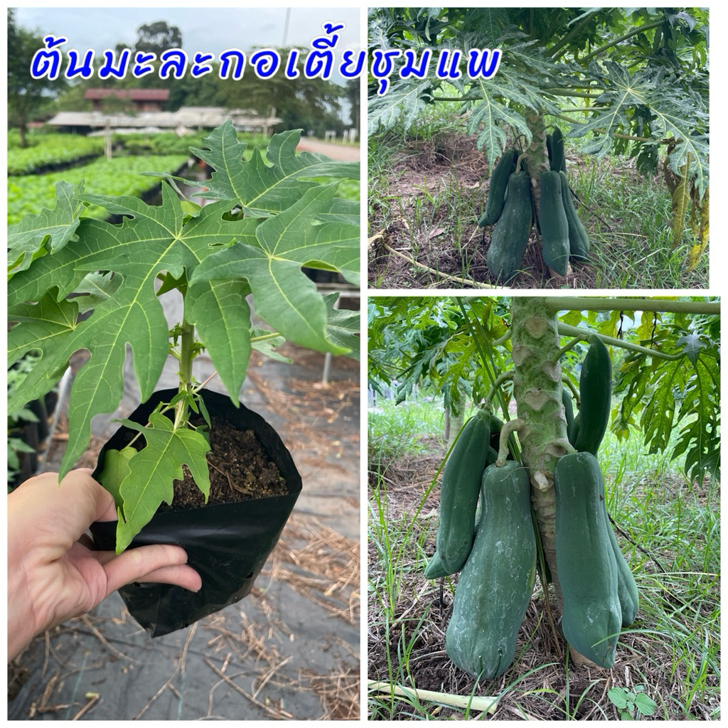 ต้นมะละกอเตี้ยชุมแพ(2ต้น)ต้นพันธุ์เตี้ย ปลูกง่าย อร่อยทั้งผลดิบและสุก สามารถปลูกใส่ท่อหรือกระถางได้
