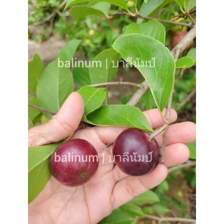 balinum ลูกตะขบยักษ์ไร้หนาม (1 kg.) ผลไม้สดออร์แกนิคปลอดสารพิษ 1000% สดจากสวนเชียงใหม่ ตะขบป่า หมักเบ็น หมากเบน มะเกว๋นต