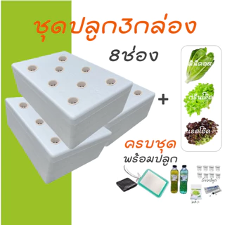 [ชุด3กล่องครบชุด] ชุดกล่องโฟมปลูกผักไฮโดรโปนิกส์ ปลูกผักไฮโดรโปนิกส์ hydroponic