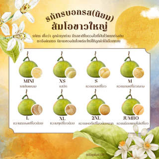 ส้มโอ พันธุ์ขาวใหญ่ จากสวนอัมพวา ไซส์ L - 1.3-1.4 kg