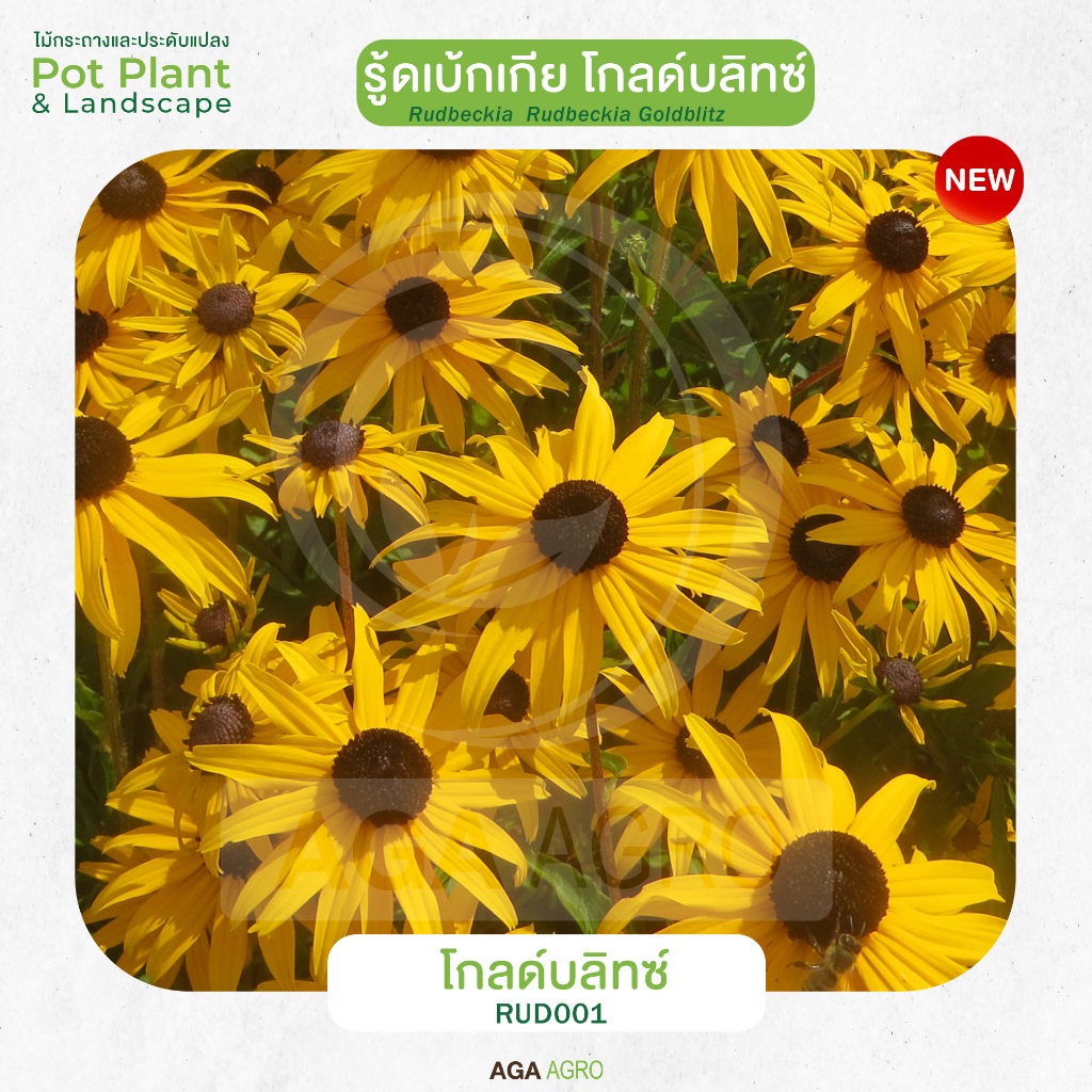 AGA AGRO I “รู้ดเบ้กเกีย โกลด์บลิทซ์” พันธุ์ใหม่ ดอกเล็ก สีเหลืองทอง-50&100เมล็ด-Rudbeckia Goldblitz ราคา ถูกที่สุด ดีลบีเคเค แกลเลอรีภาพที่ 5
