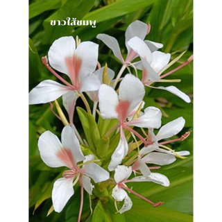 ว่านมหาหงส์ ต้นสะเลเต มี5สี ส่งเป็นต้นนะคะ ต้นแข็งแรง Butterfly Lily