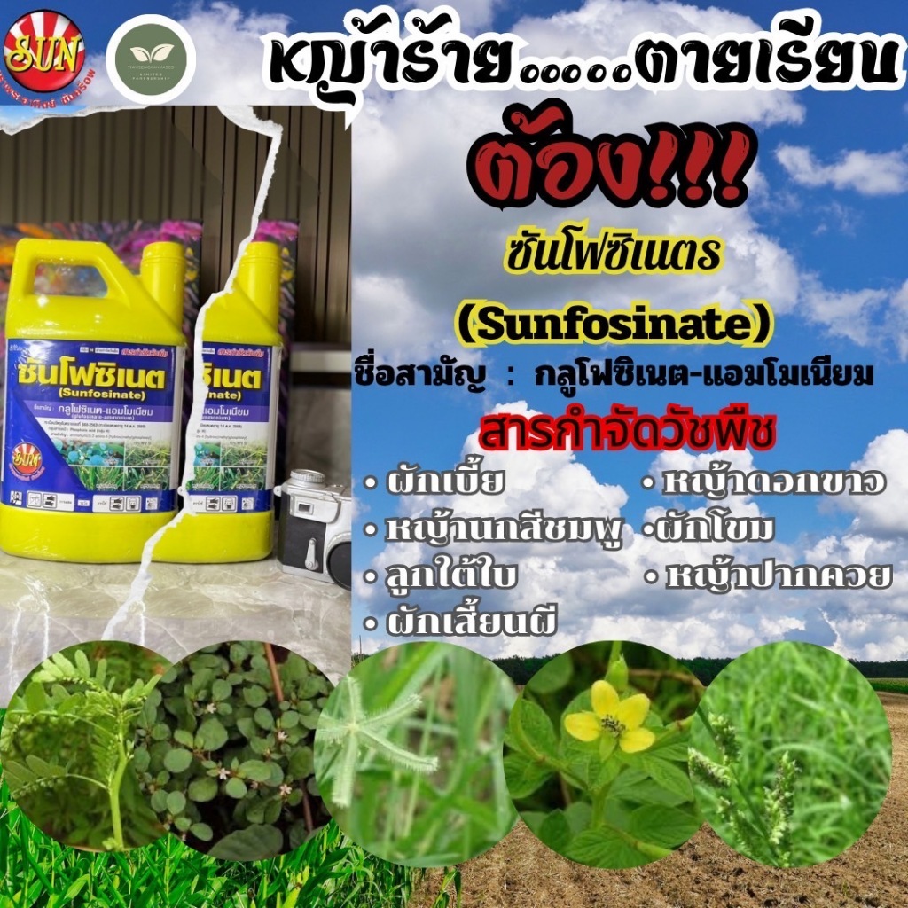 ซันโฟซิเนต (กลูโฟซิเนต-แอมโมเนียม) 4 ลิตร ฝาเหลือง ยาฆ่าหญ้าแรงดีผลลัพธ์ไว ใช้งานง่าย