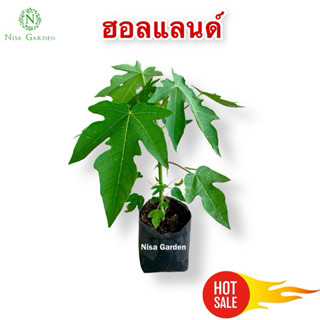 ต้นมะละกอ ฮอลแลนด์ เนื้อหวาน ทานผลสุกอร่อย 🔥ซื้อ 5 แถมฟรี 1 …