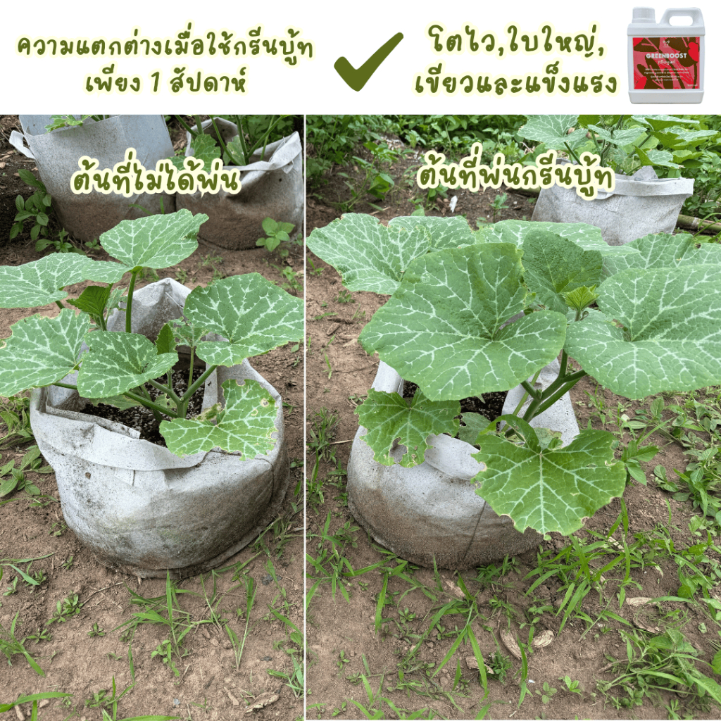 อาหารเสริมบำรุงพืช Green Boost บำรุงไม้ใบ ไม้ฟอกอากาศ ผักสลัด สวนครัว ไม้ดอก ปุ๋ยน้ำ100%ออร์แกนิค [Organic BioStimulant] รูปที่ 6