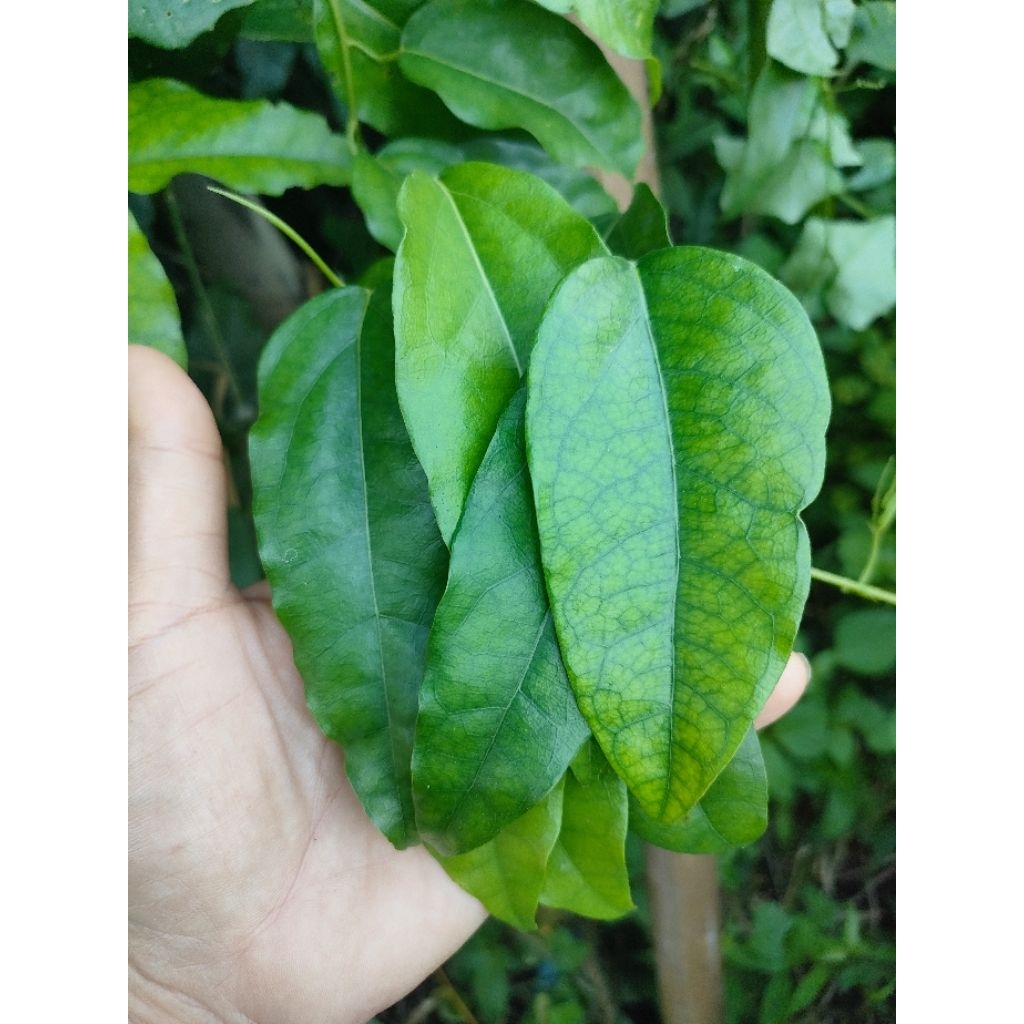 ต้นใบย่านาง ชุดปั่นน้ำคลอฟิว สมุนไพรหมอเขียว🌿🌿🌿🌿🌿🌿🌿🌿🌿🌿🌿🌿