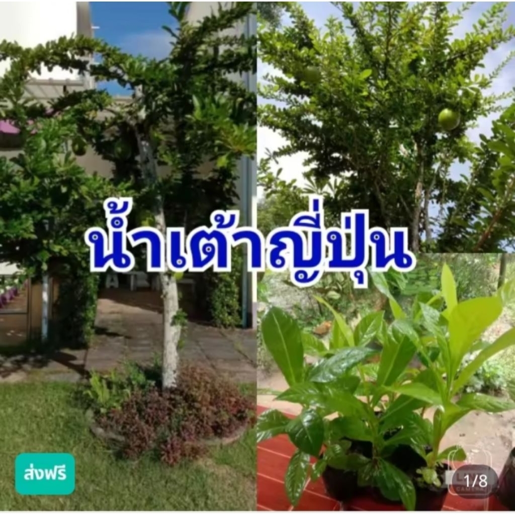 ต้นน้ำเต้าญี่ปุ่นน้ำเต้าอินเดียเสริมบารมีเสริมโชคลาภเสริมฮวงจุ้ย