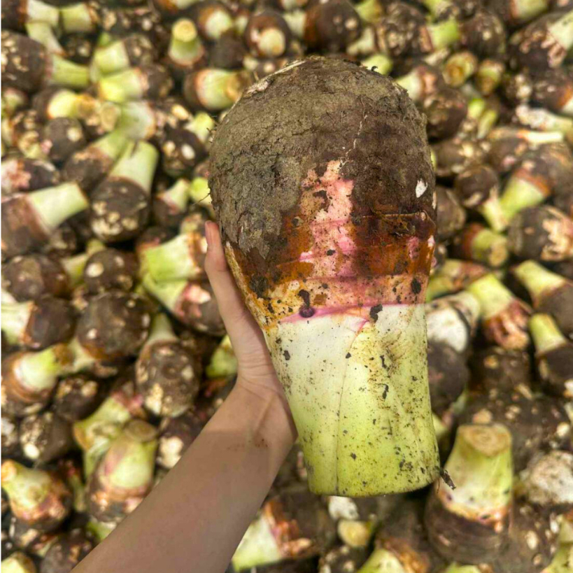 เผือก เผือกหอม คละไซค์ 1 Kg. /3 Kg./5 Kg. เผือกสด เนื้อเหนียวฟู ขุดใหม่ๆ จากสวน เกรดA รับซื้อจากเกษตกรในชุมชน
