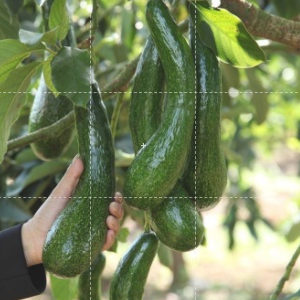 1 ต้นอะโวคาโด พันธุ์ A034 Avocado พันธุ์แท้ ลำต้นสูง 60-70 ซม ทาบกิ่ง ปลูกได้ทุกพื้นที่